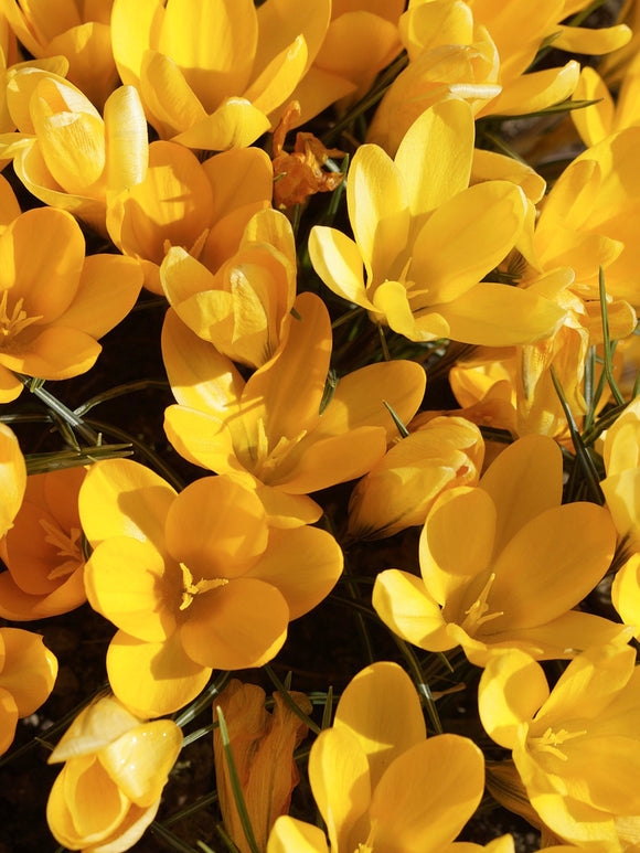 Yellow crocus flower bulbs fall planting