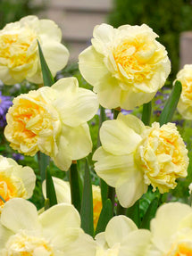 Daffodil Art Design