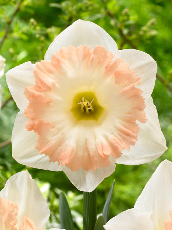 Daffodil British Gamble - Huge Blooms