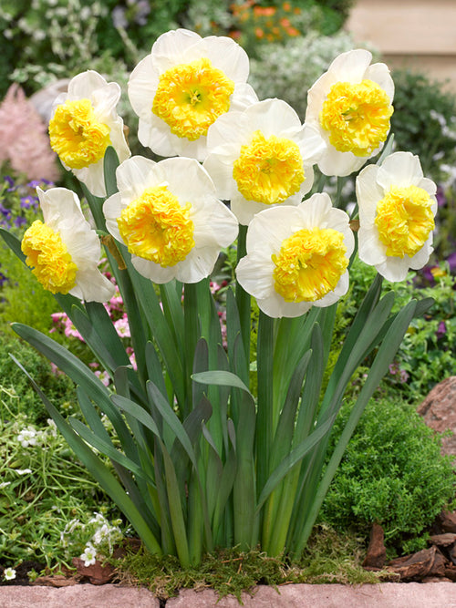 Daffodil Can Can Girl group