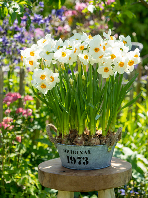 Daffodil bulbs geranium, very fragrant flowers