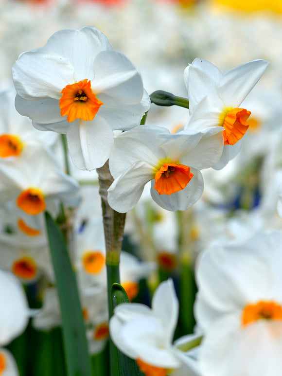 Daffodil Geranium