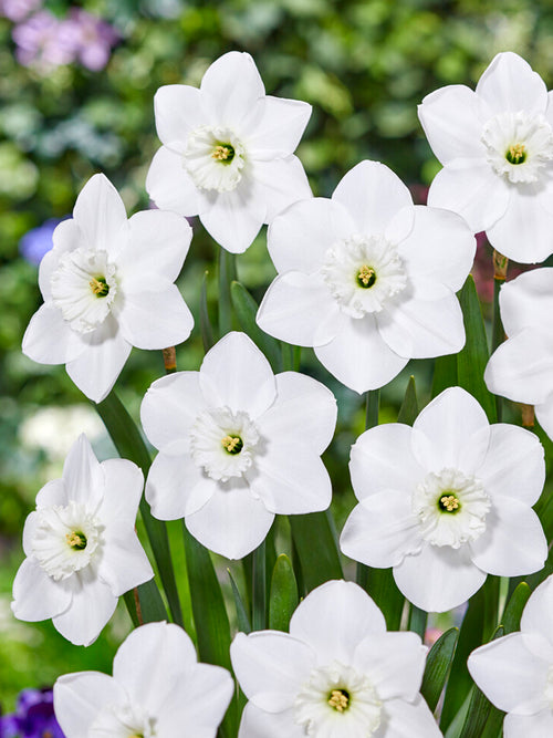 Daffodils Green Eyes Flowers