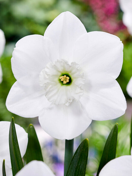 Daffodils Green Eyes