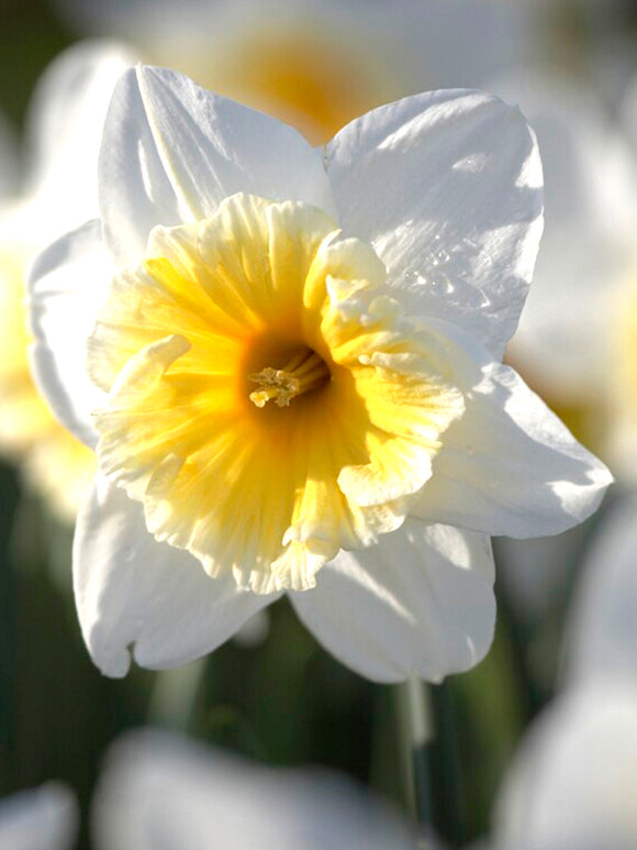 DutchGrown Daffodil Ice Follies Flower Bulbs