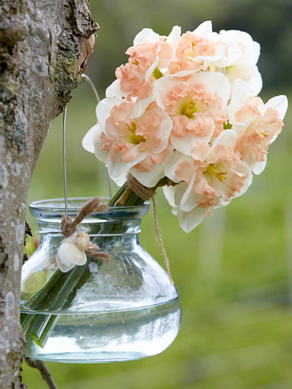 Daffodil Mallee
