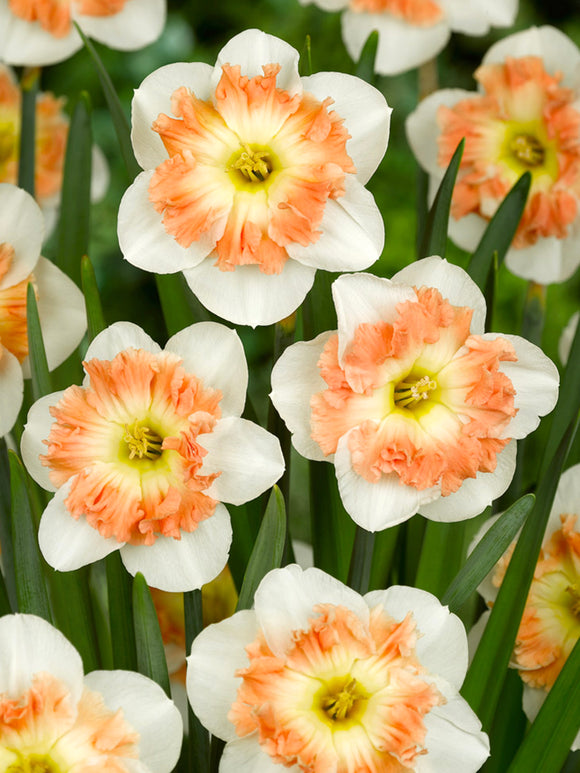 Daffodil Mallee