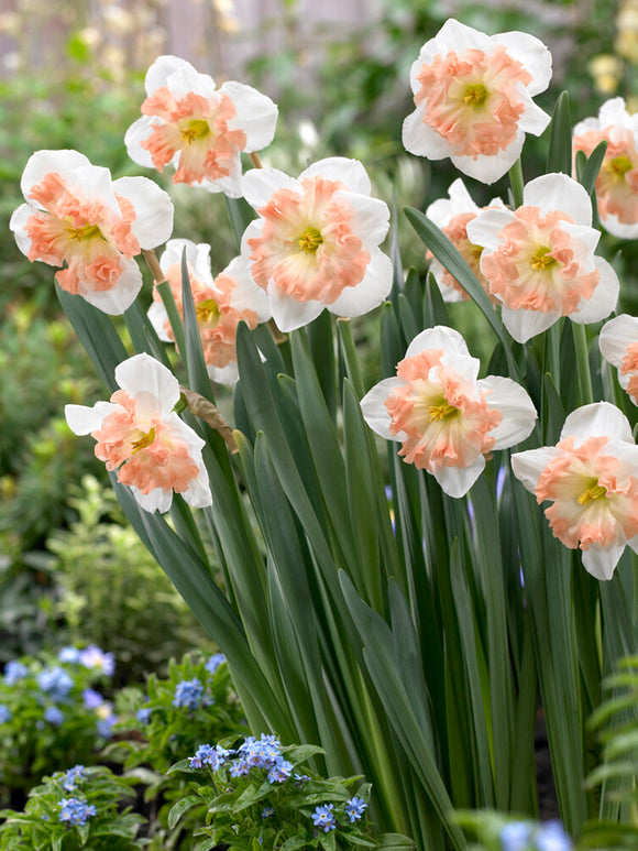 Daffodil Mallee