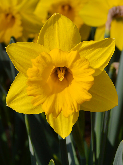 Yellow Daffodils Marieke spring blooms