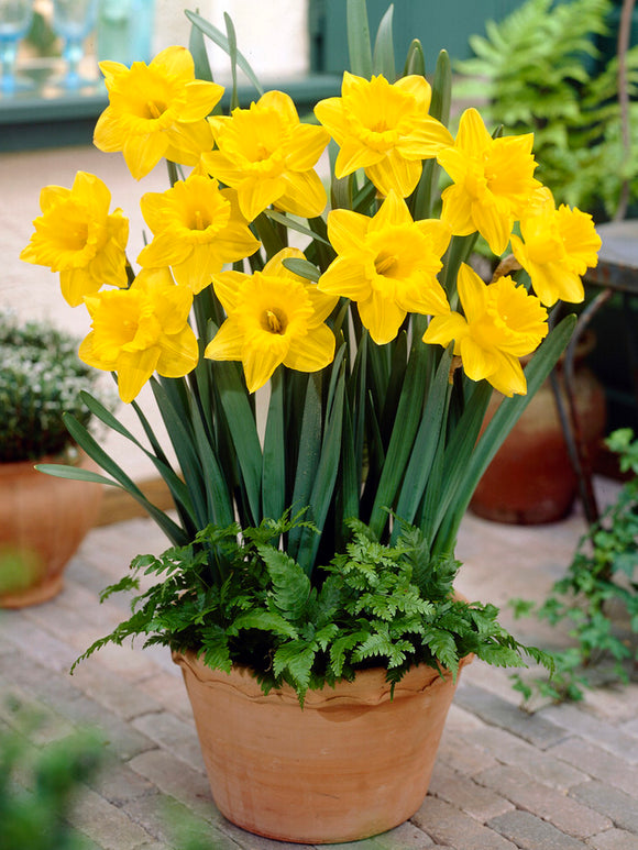 Yellow Daffodils Marieke in pot