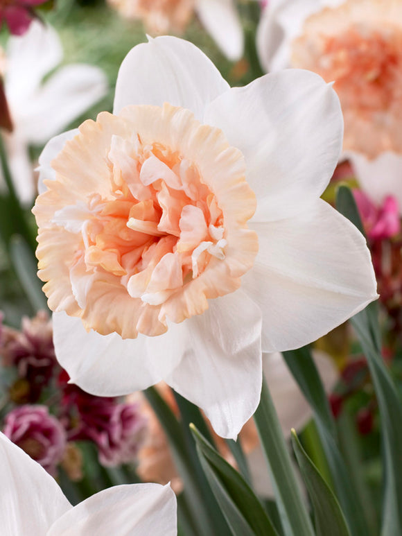 Daffodil Petit Four - Pink, Peach and Salmon Daffodil