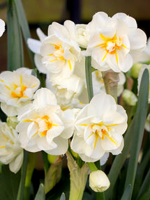 Daffodil Sir Winston Churchill