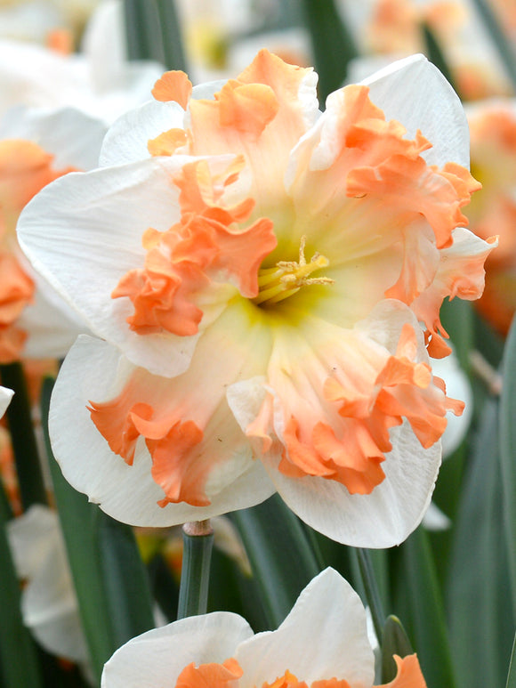 Sunny Girlfriend Daffodil - Top Quality Daffodils - Fall Planting - Spring Flowering