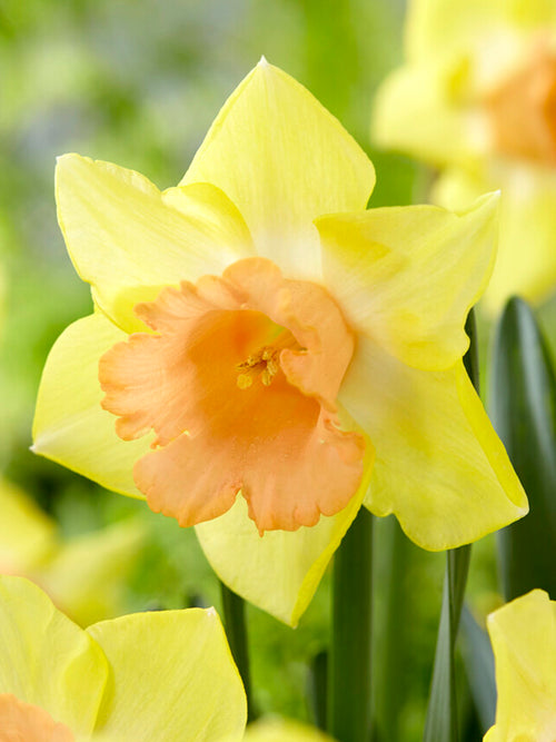 Daffodil Tom Pouce