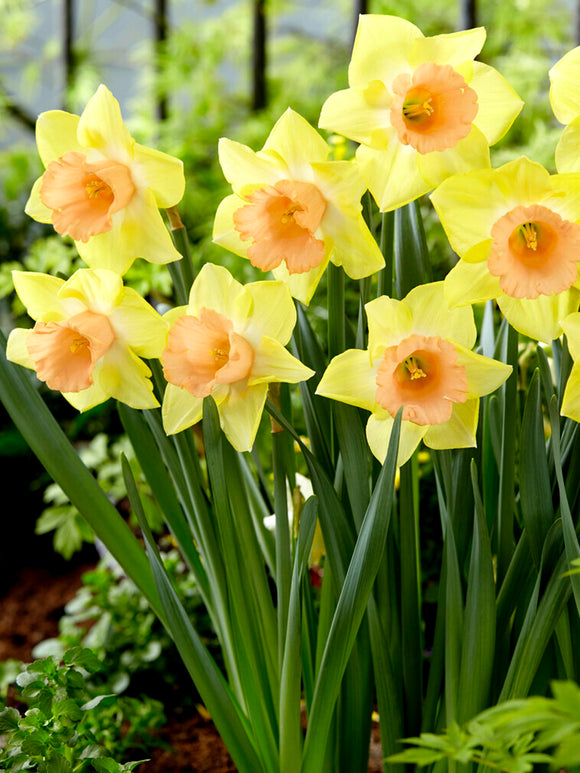 Daffodil Tom Pouce