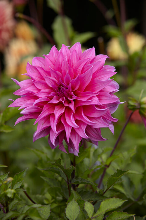 Dahlia Bulbs Arthur Hambley