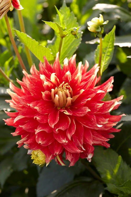Dahlia Bodacious Bulbs Dinnerplate Dahlias