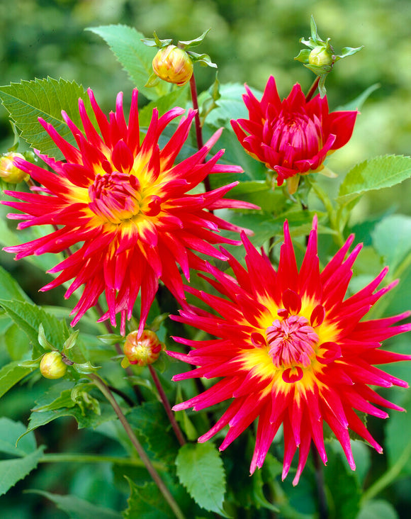 Cactus Dahlia Bora Bora Tubers