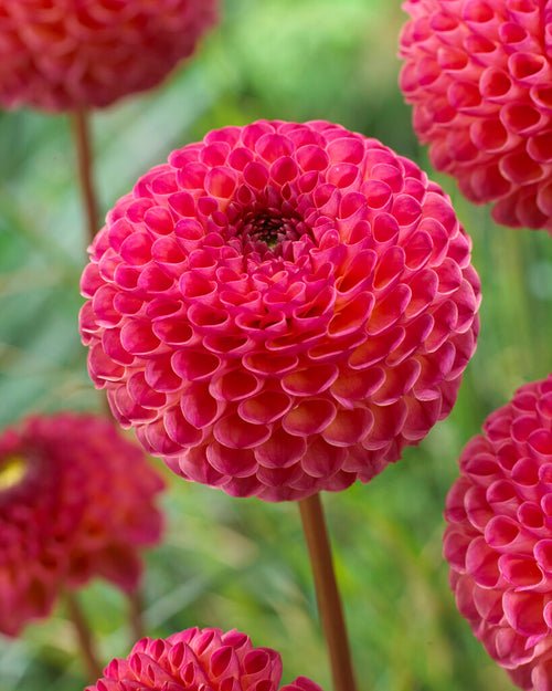Burlesca Pompon Dahlia Tubers