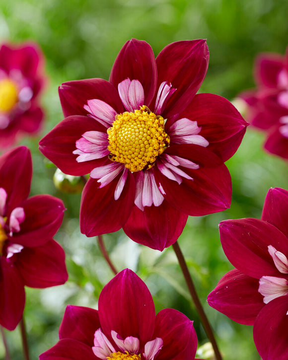 Buy Dahlia Eefje Tubers