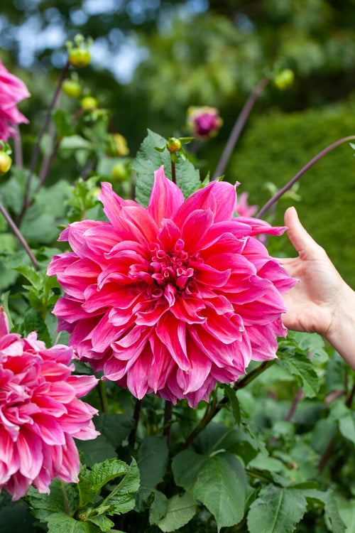 Dahlia Emory Paul Tubers from Holland