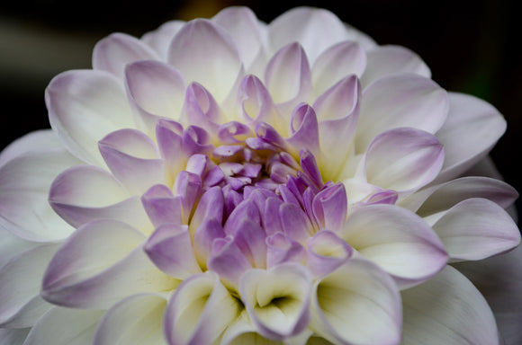 Dahlia Eveline Bulbs