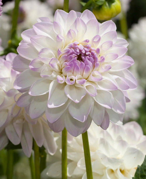 Decorative Dahlia Eveline Tubers