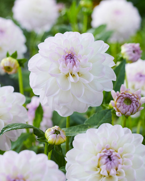 Decorative Dahlia Eveline