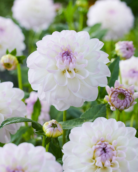 Decorative Dahlia Eveline
