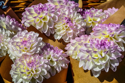 Dahlia Eveline Tubers for sale