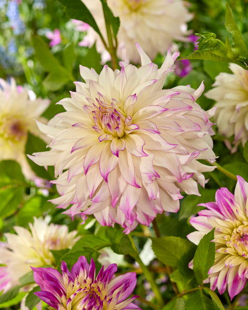 Dinnerplate Dahlia Ferncliff Illusion Tubers