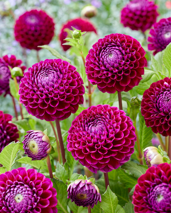 Ball Type Dahlia Ivanetti Dahlia Tubers