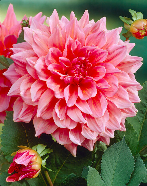 Dahlia Ottos Thrill Tubers