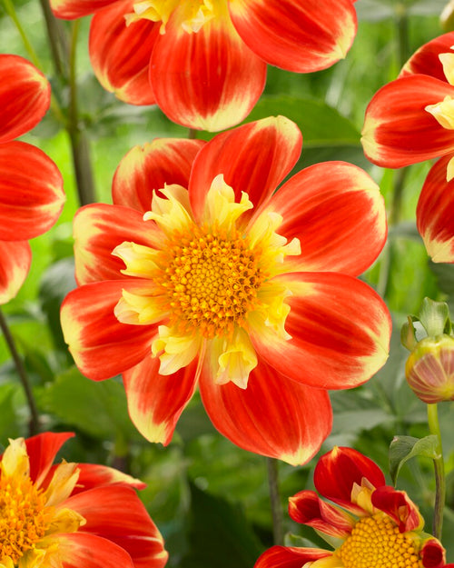 Dahlia Pooh - collarette dahlia