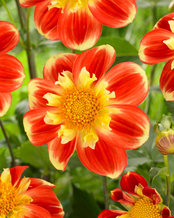 Dahlia Pooh - collarette dahlia