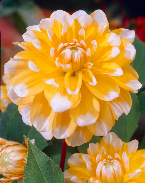 Dahlia Seattle Tubers