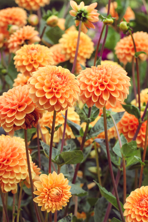 Buy Dahlia Sylvia - DutchGrown