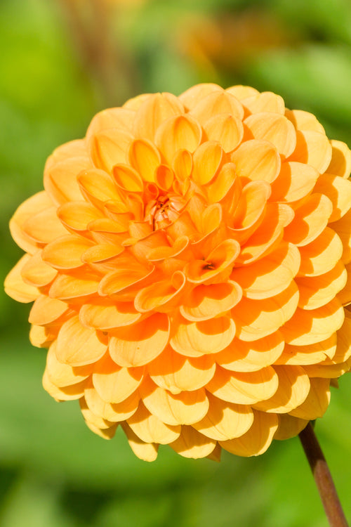 Dahlia Sylvia Tubers