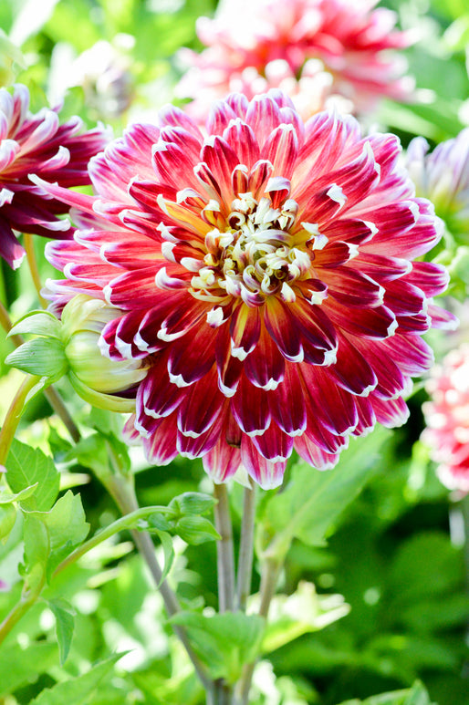 Dahlia Akita Tubers