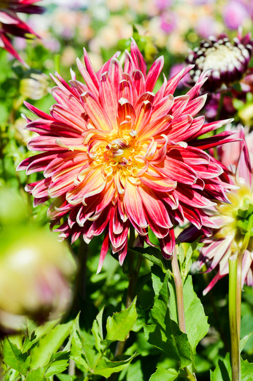 Dahlia Akita Tubers