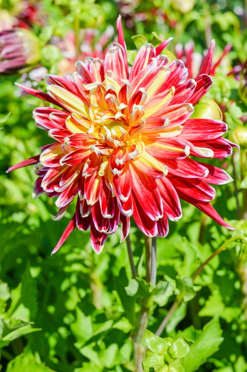 Dahlia Akita Tubers