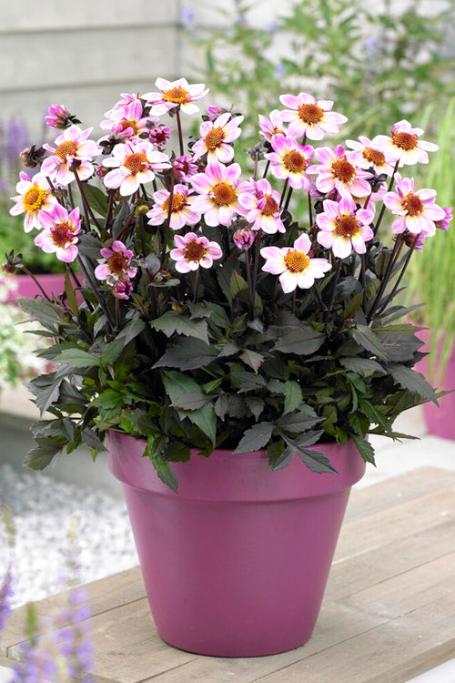 Buy Dahlia American Pie - DutchGrown