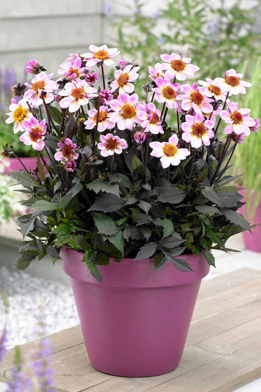 Buy Dahlia American Pie - DutchGrown