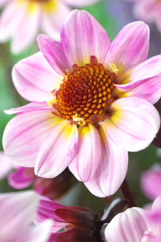 Dahlia American Pie Tubers