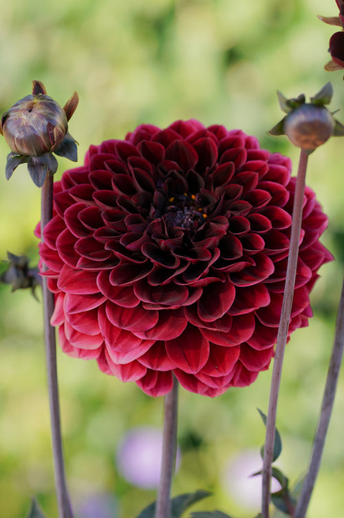 Dahlia Arabian Night Decorative Dahlias