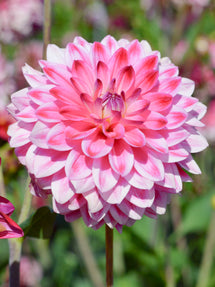 Dahlia Arthur Hambley