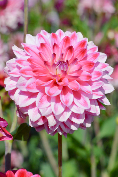 Dahlia Arthur Hambley Tubers