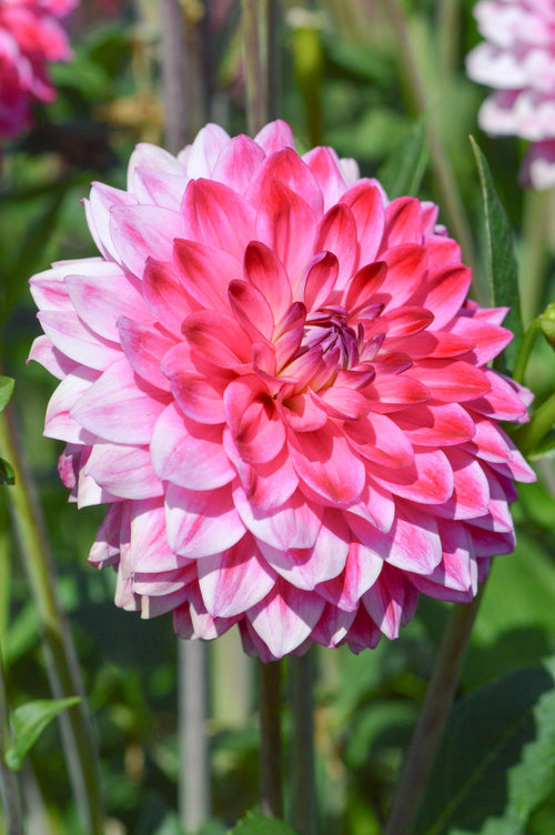 Dahlia Arthur Hambley Tubers Dinnerplate