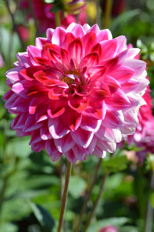 Dahlia Arthur Hambley Tubers - Buy Dahlias