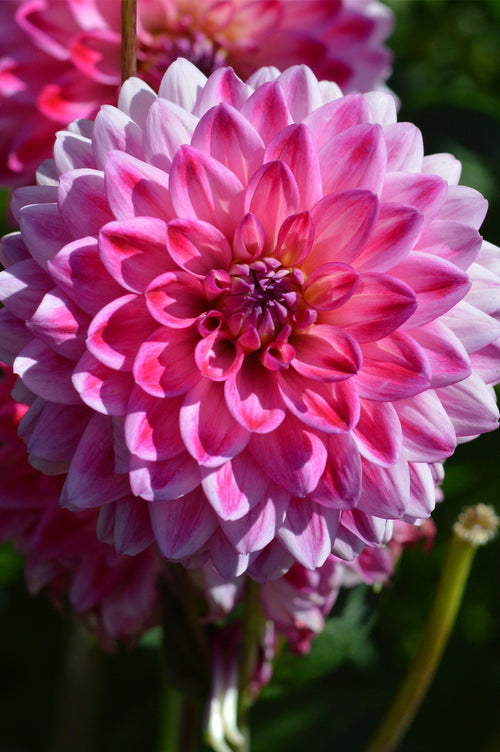 Buy Dahlia Arthur Hambley Tubers